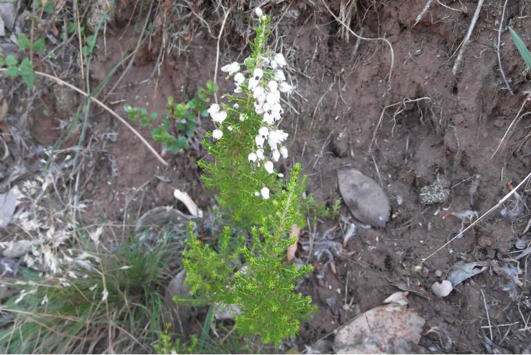 Erica pubescens 672