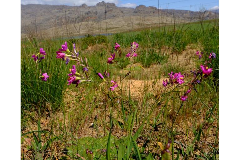 Ixia latifolia -674