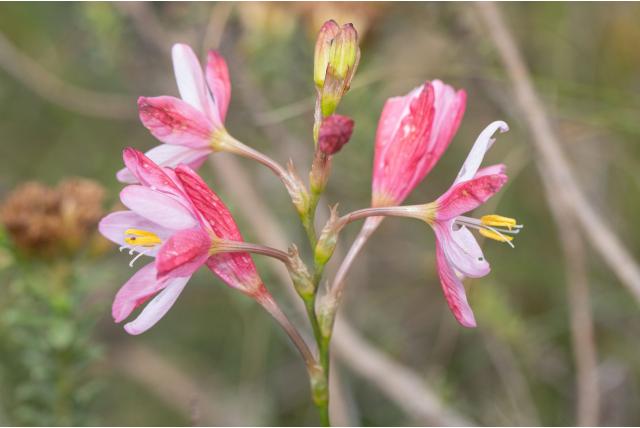 Lange bloembuis avondbloem Lange bloembuis avondbloem