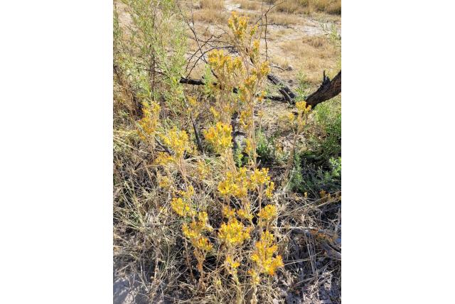 Kalanchoe met lansvormig blad Kalanchoe met lansvormig blad
