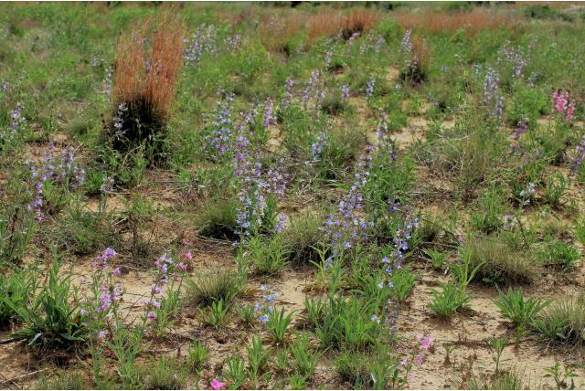 Smalbladige staart penstemon