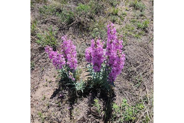 Smalbladige baardtong geaderde penstemon