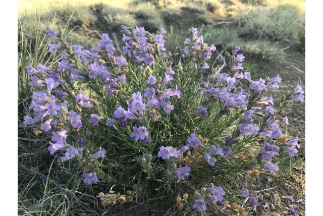 Colorado penstemon