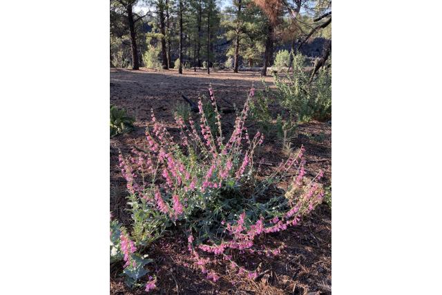 Clute's penstemon