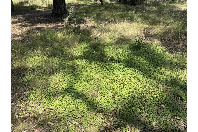 Californië gras