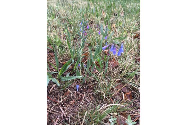 Mertensia lanceolata -717
