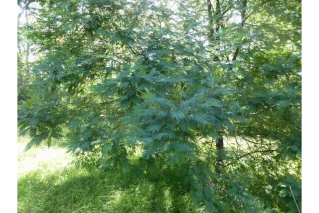 Fluweelachtige blauwe taken acacia