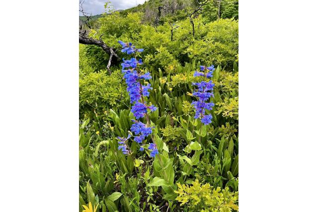 Wasatch penstemon