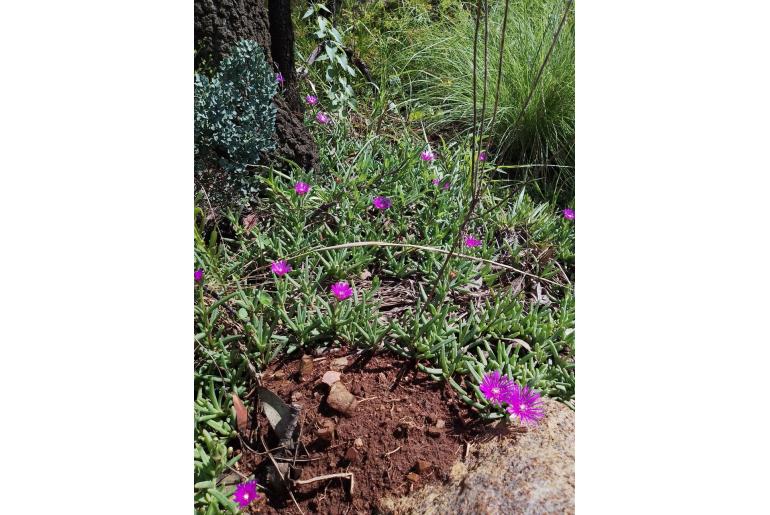 Delosperma cooperi -776