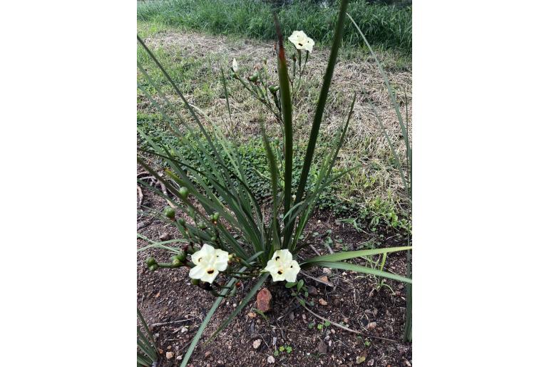 Dietes bicolor -782