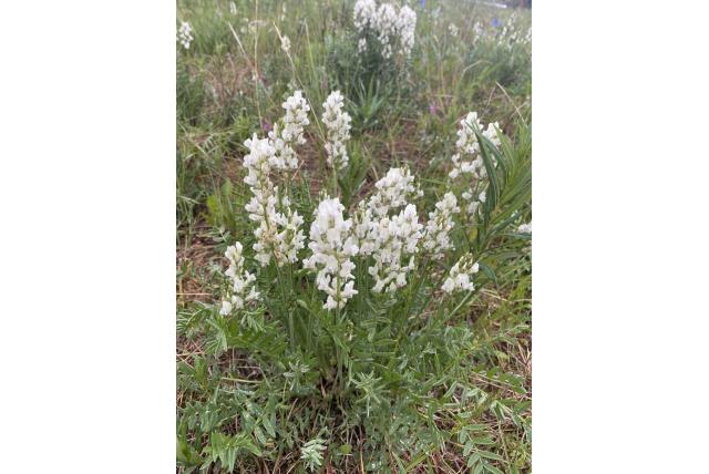 Gras oxytropis