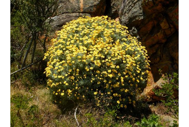 Zuid-Afrikaanse margriet