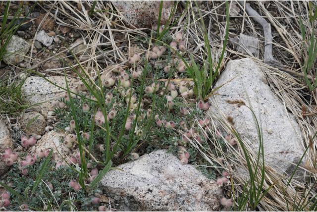 Nuttall's oxytropis