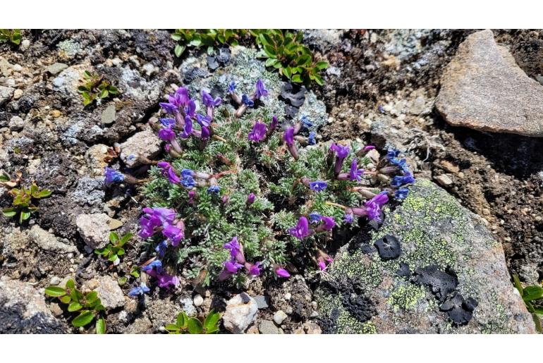 Oxytropis podocarpa 798