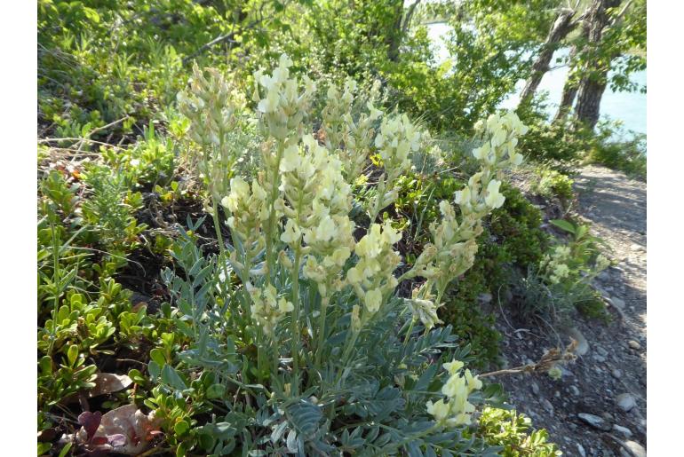 Oxytropis sericea 799