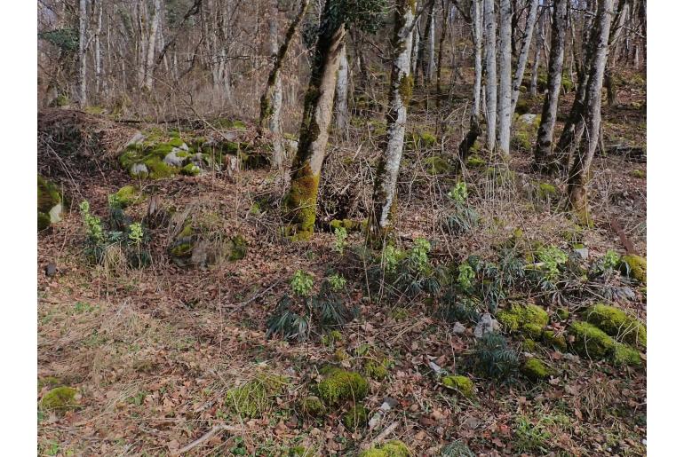 Helleborus foetidus 801