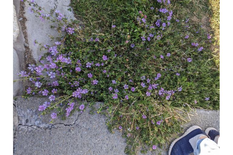 Malva sylvestris 819