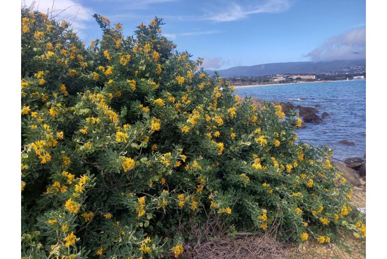 Medicago arborea -820