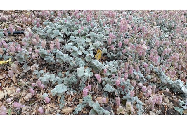 Kreta oregano
