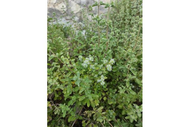 Echte marjolein
