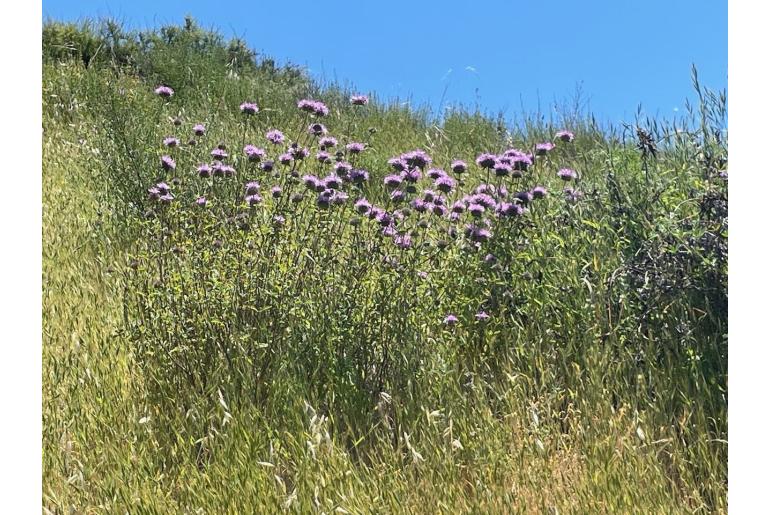 Monardella odoratissima ssp villosa 838