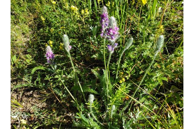Prachtige oxytropis