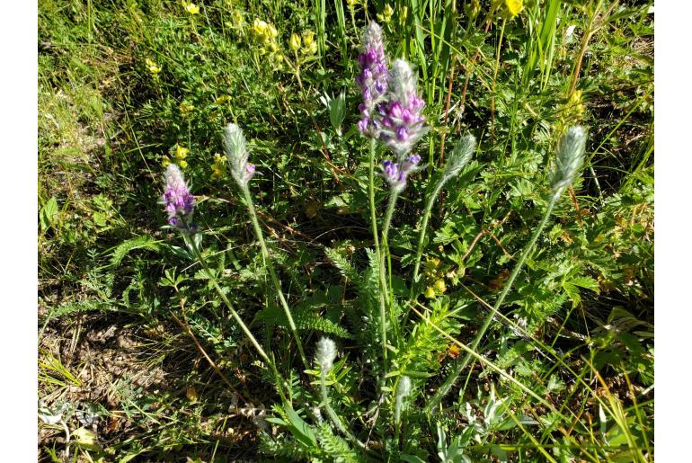 Oxytropis splendens 839