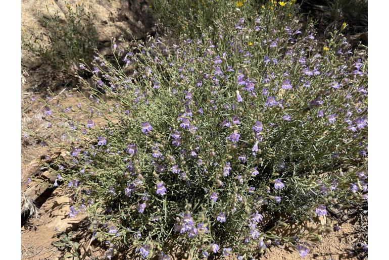 Penstemon linarioides var coloradoensis 850
