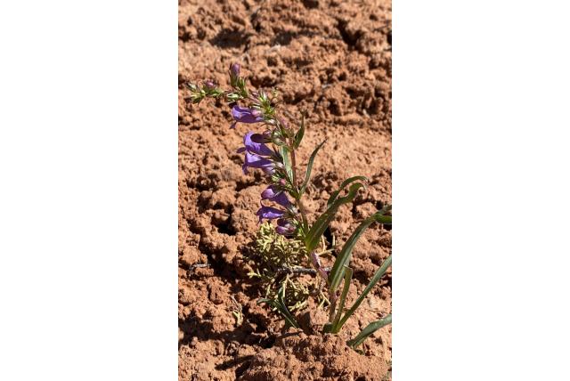 Mancos penstemon