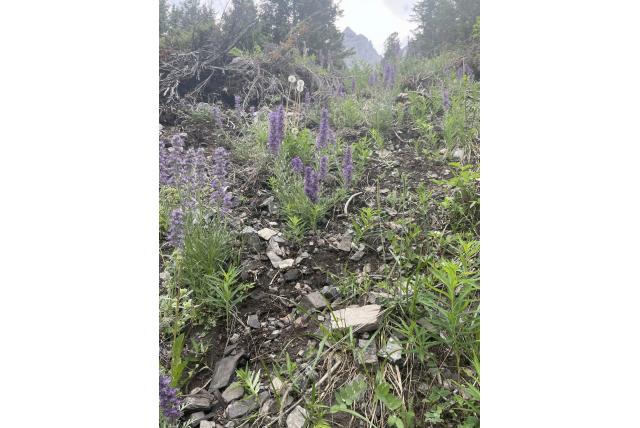 Zijdeachtige phacelia