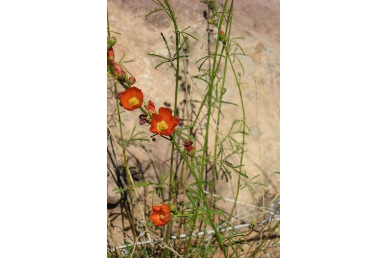 Sphaeralcea moorei -883
