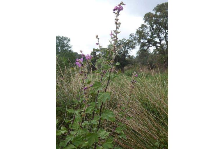 Malva olbia Malva olbia -887