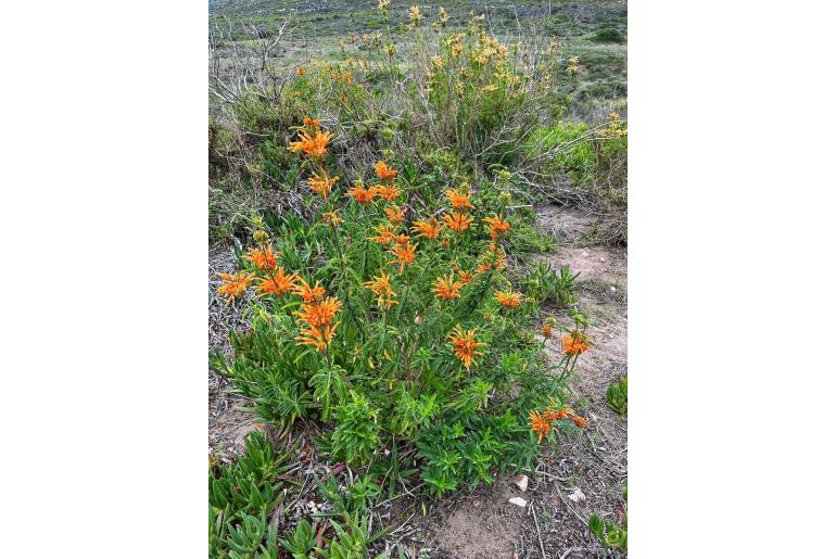 Leonotis leonurus -888