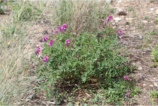 Boreale hedysarum