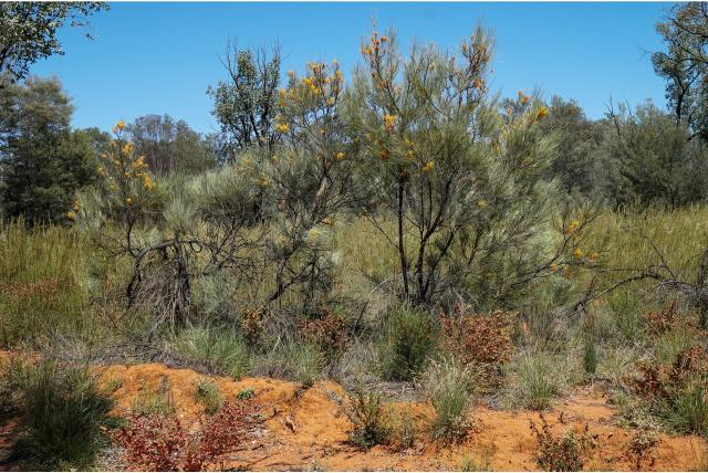 Kamperfoelie grevillea