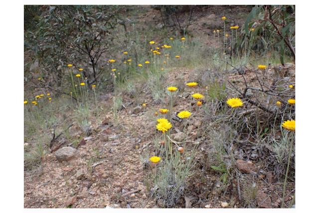 Grijze zonnestraal Grijze zonnestraal