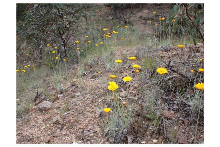 Leucochrysum albicans ssp albicans 902
