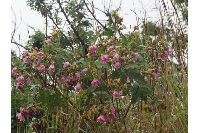 Afrikaanse malva