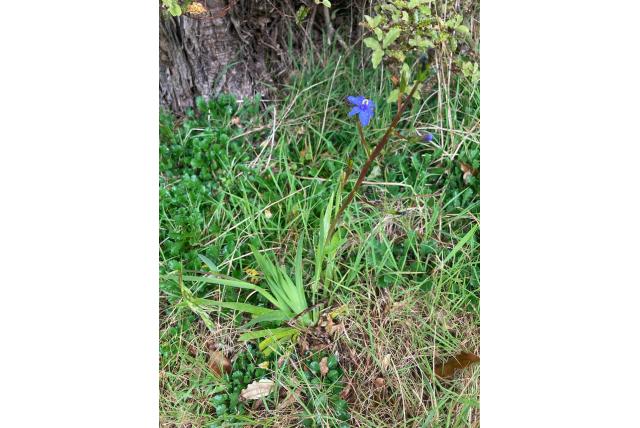 Blauwe sterren