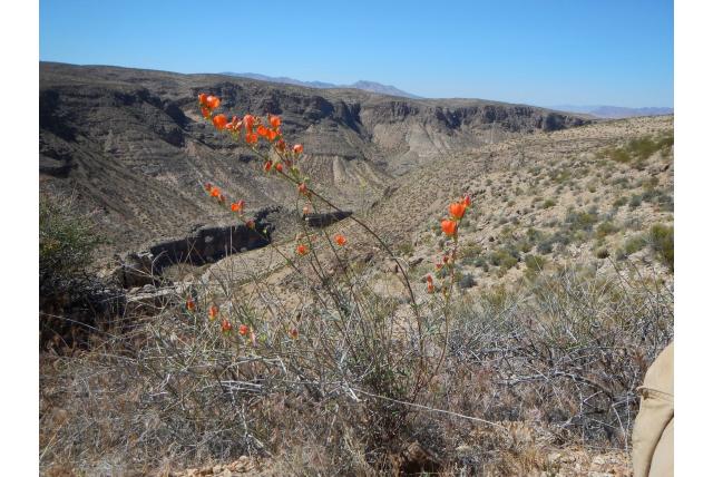 Globemallow van Gierisch