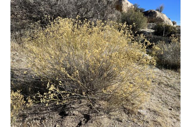 Bezem gutierrezia Bezem gutierrezia