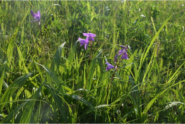 Hyacint orchidee