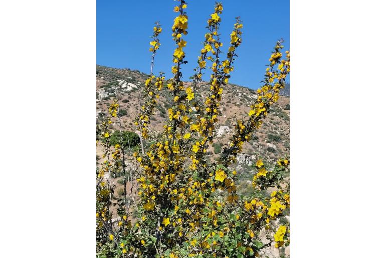 Fremontodendron californicum -942