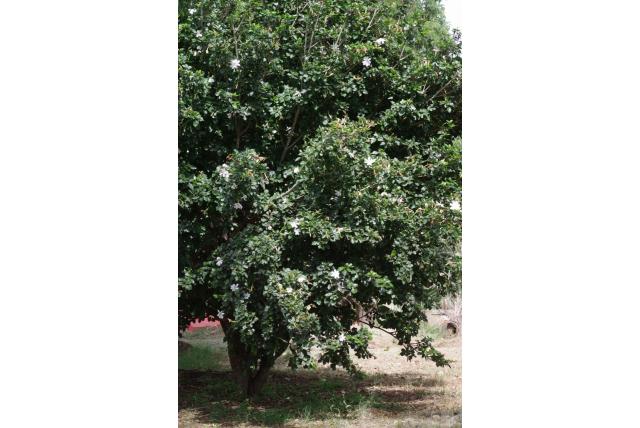 Witte gardenia