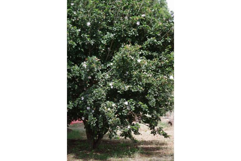 Gardenia thunbergia -944