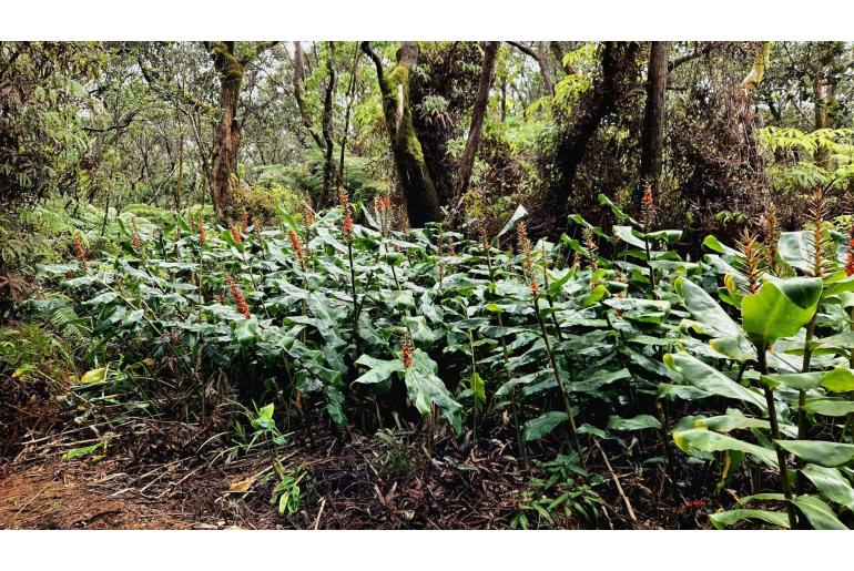 Hedychium gardnerianum 950