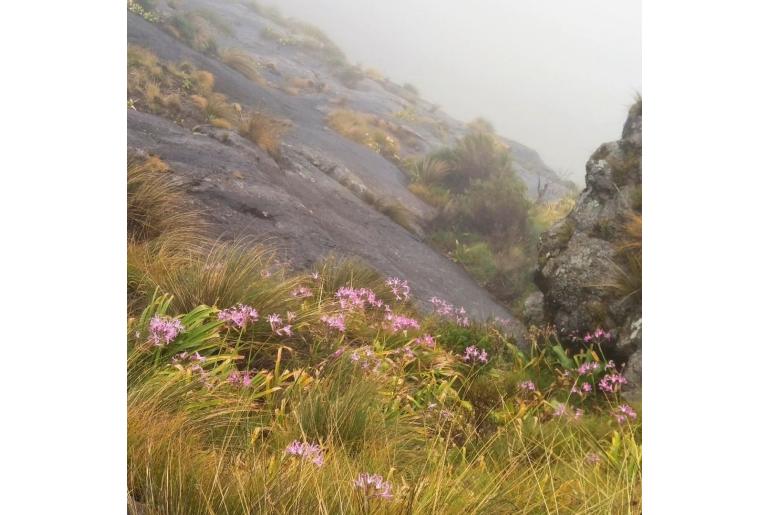 Nerine bowdenii -973