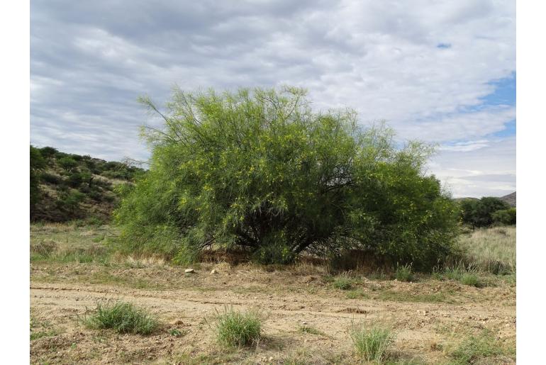 Parkinsonia aculeata -976