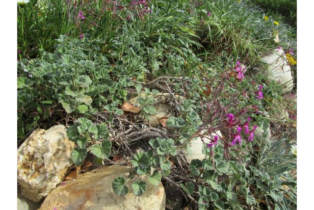 Nierbladige geranium