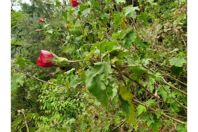Mexicaanse struikmalva